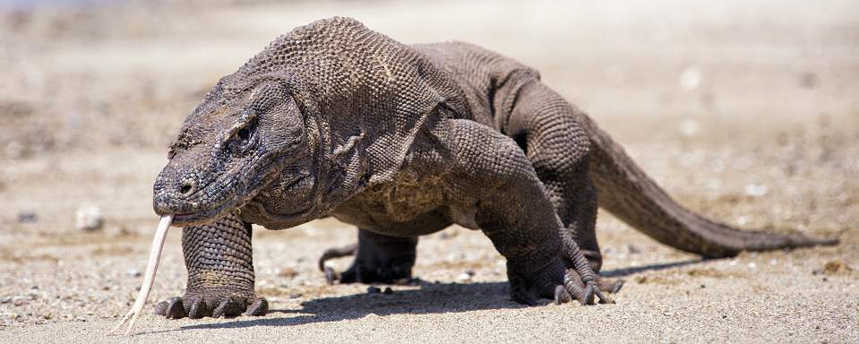 Komodo varaan Indonesie